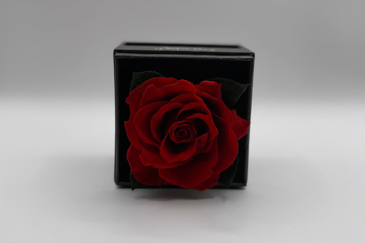 Conjunto de Collar y Aretes de Corazón en Plata de Ley